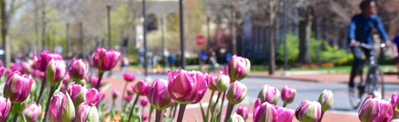 Spring flowers bloom on campus.