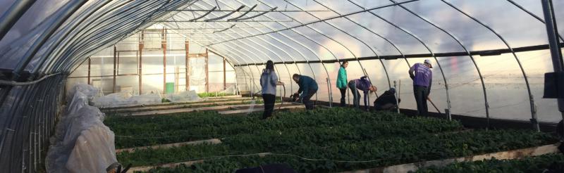 Students working in a greenhouse on an alternative break at dusk