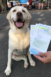 Luke the lab poses with CAPS Chat brochures